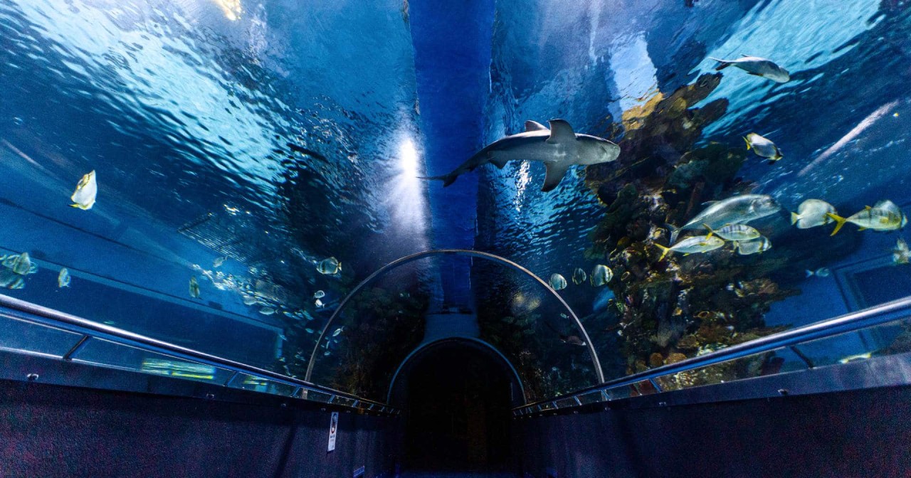 Sharks And Hungry Reptiles: Budapest Tropicarium’s Wild Feeding Shows